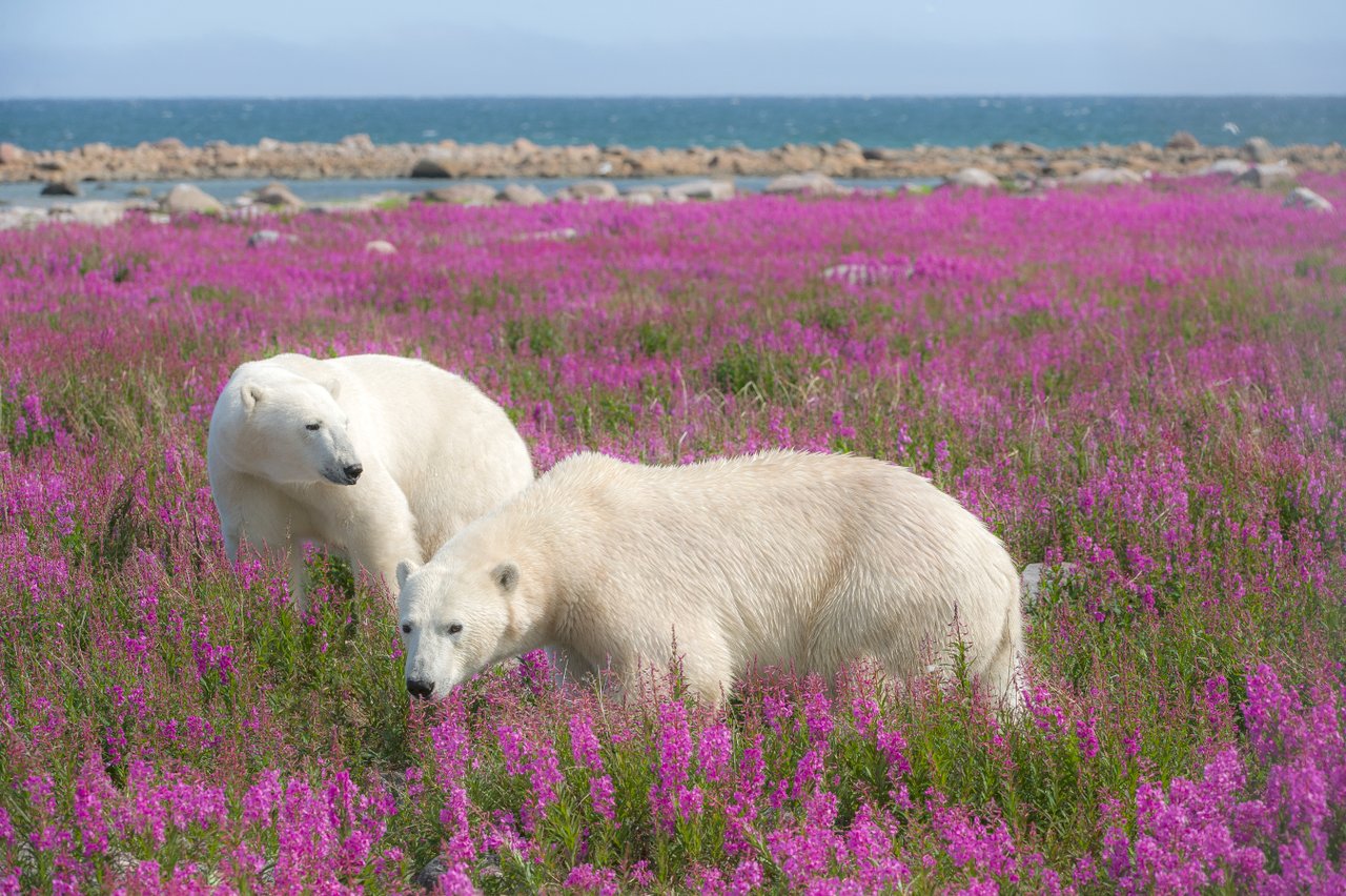 Polar bears in a field of flowers
