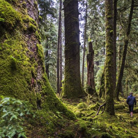 walking through forest in British Columbia
